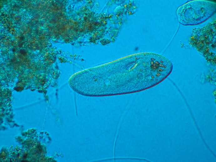 パラメキウム（Paramecium）