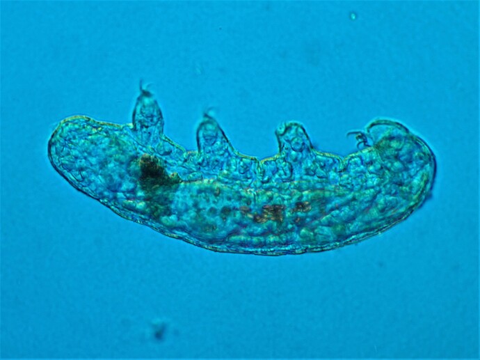 マクロビオツス（Macrobiotus）