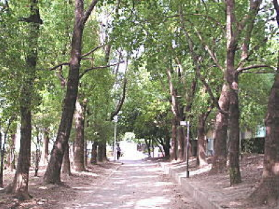 中の島公園の遊歩道の写真