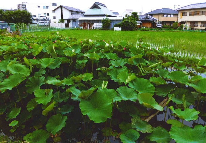 写真：農村風景