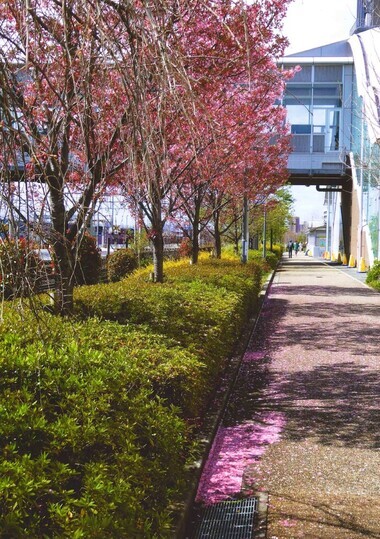 写真：道も桜色