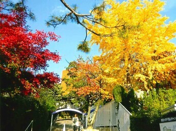 写真：想い出の三色紅葉