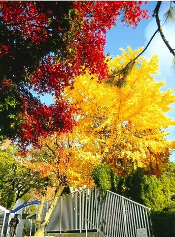 写真：想い出の三色紅葉