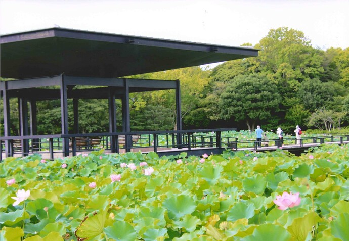 写真：神聖な花々