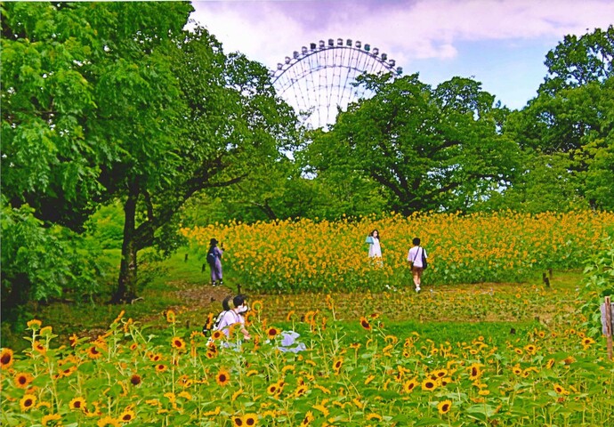 写真：夏のにぎわい