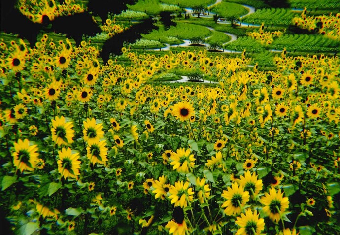 写真：夏花満開