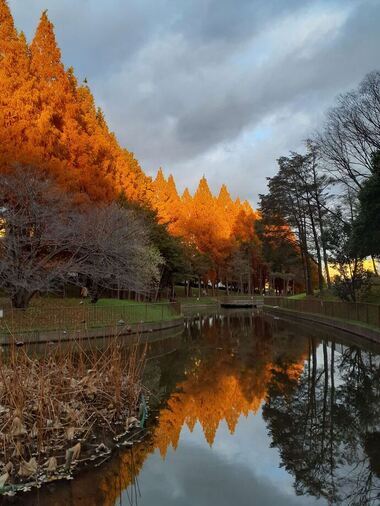 写真：色づく木々