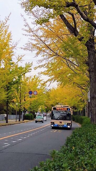写真：秋