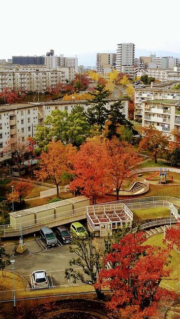 写真：秋