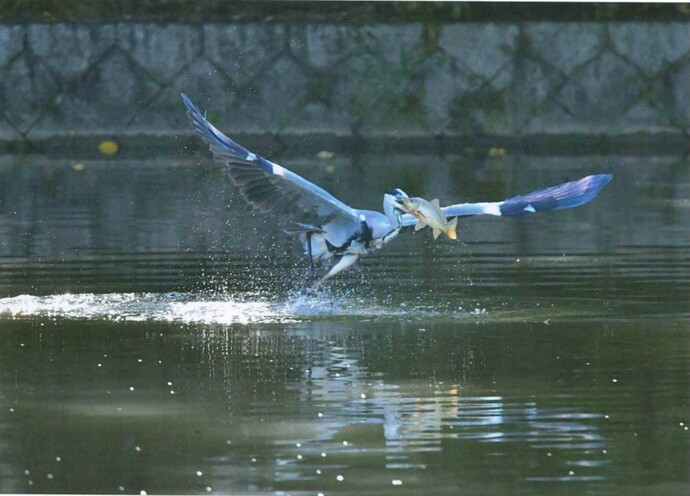 写真：朝食は大魚