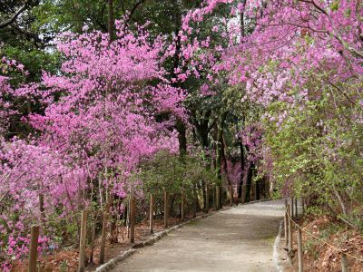 紫金山公園の写真