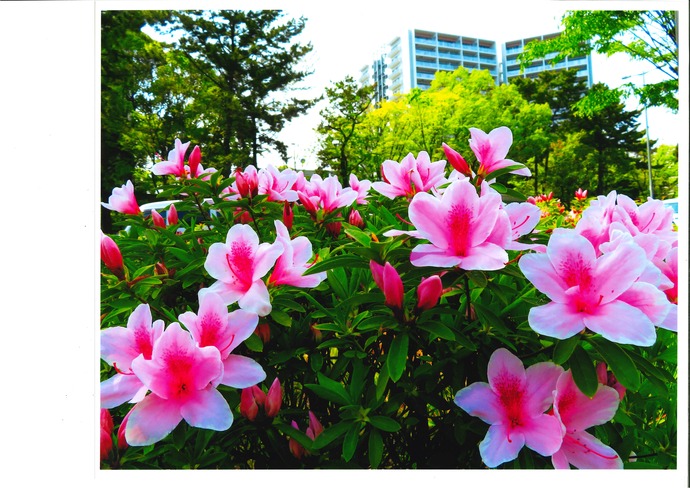 写真：「花のあるまち」