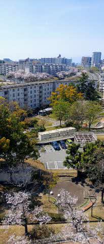 写真：南千里駅前の春らんまん🌸🌸🌸1/2