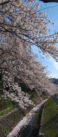 写真：南千里駅前の春らんまん🌸🌸🌸2/2