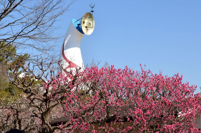 写真：梅花の咲く頃