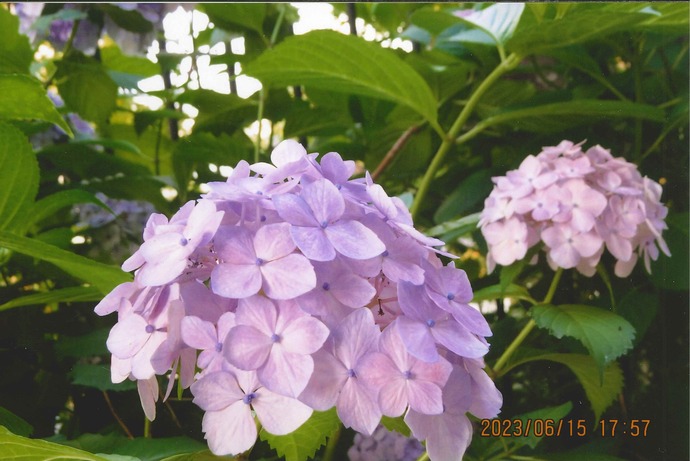 写真：初夏のあじさい