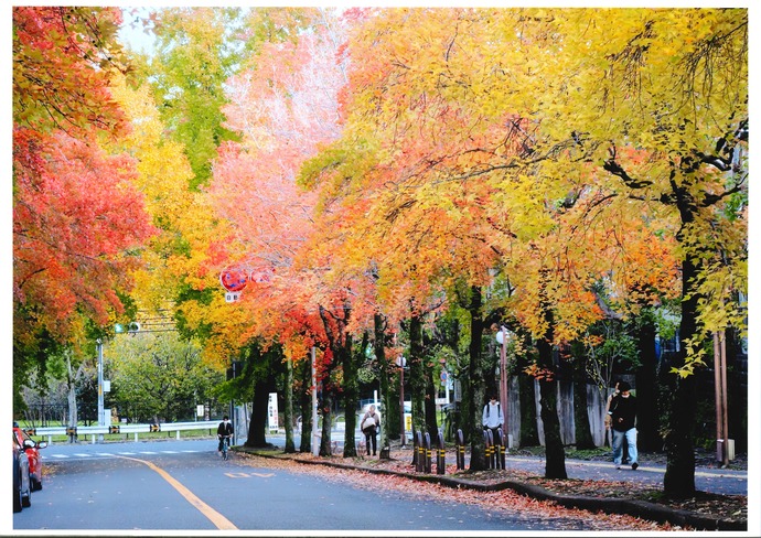 写真：見事な紅葉