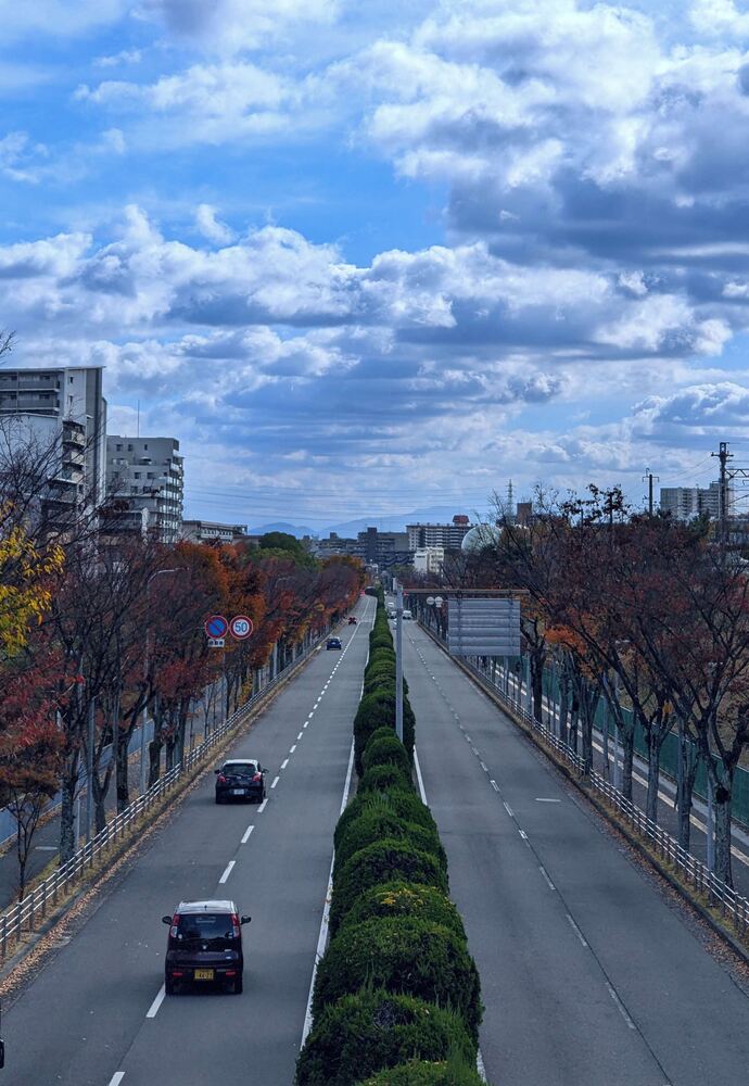 写真：千里けやき通りの秋