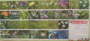 写真:野草の展示