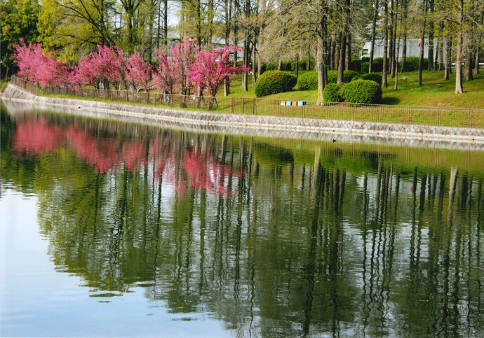 写真：春の水鏡