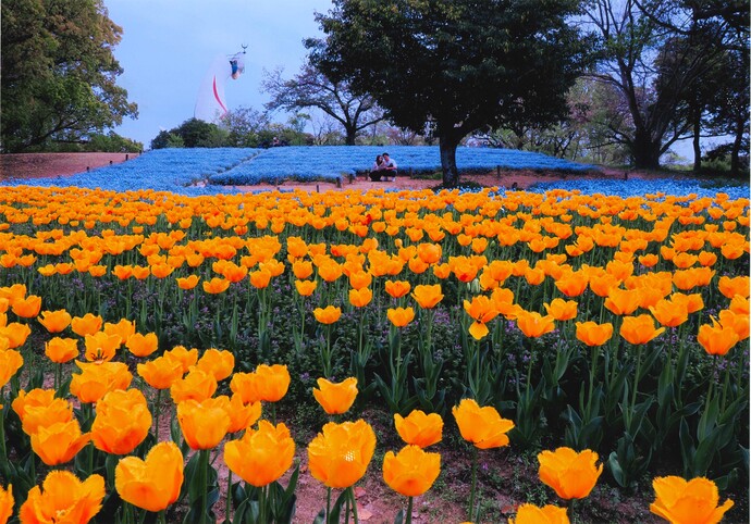 写真：花の対話、色のハーモニー