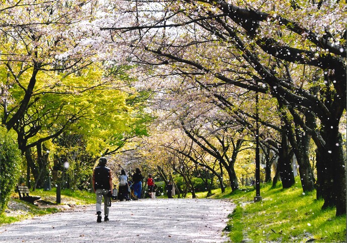 写真：一瞬の花吹雪