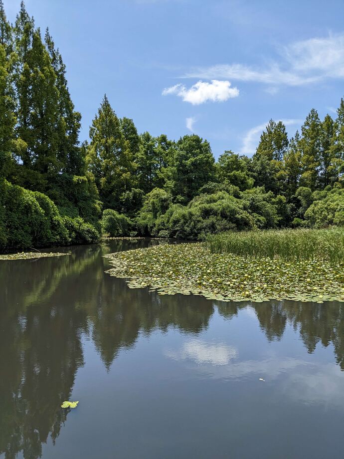 写真：初夏のはぎのき公園