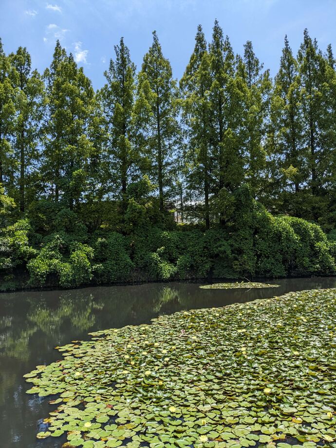写真：初夏のはぎのき公園