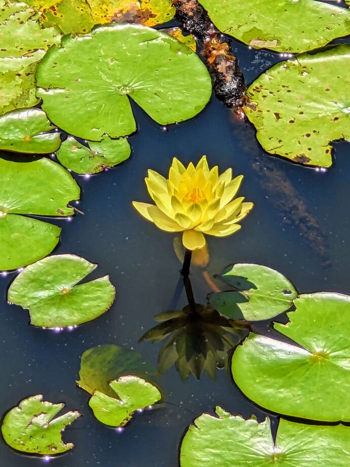 写真：初夏のはぎのき公園