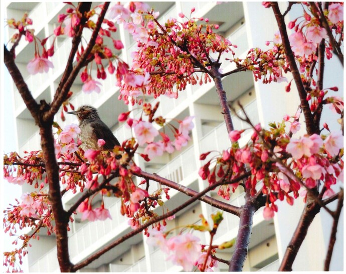 写真:河津桜.A