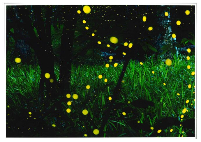 写真:笹夜の乱舞