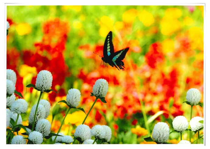 写真:花群れの誘い