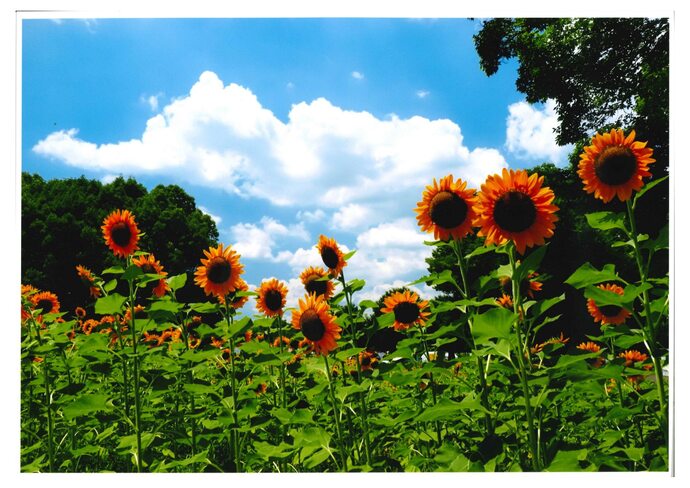 写真:盛夏の象徴