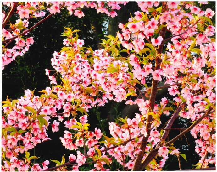 写真:河津桜 組写真B
