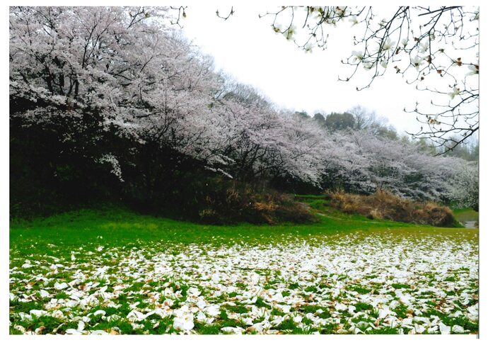 写真:想い出の春