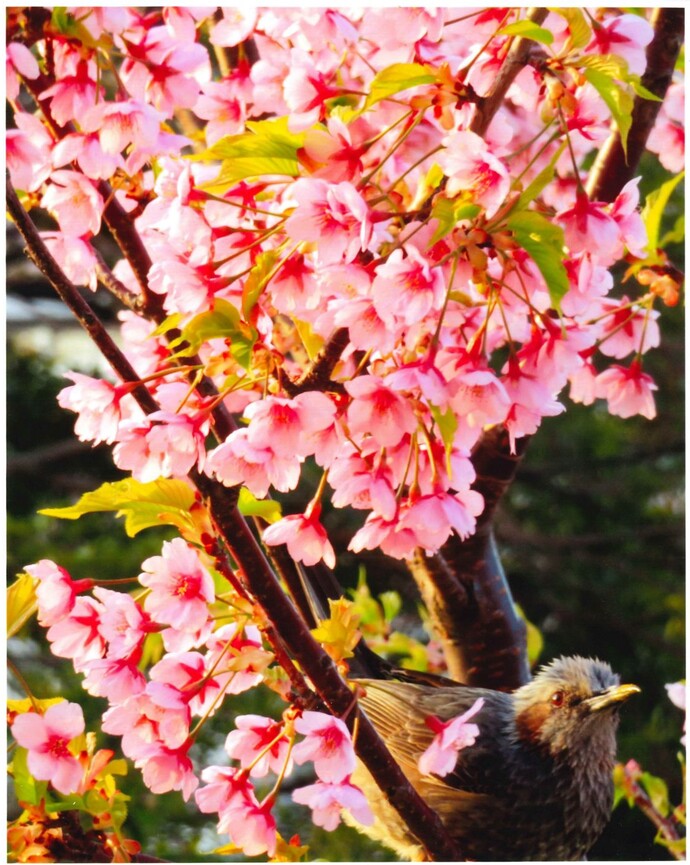写真:河津桜 組写真C