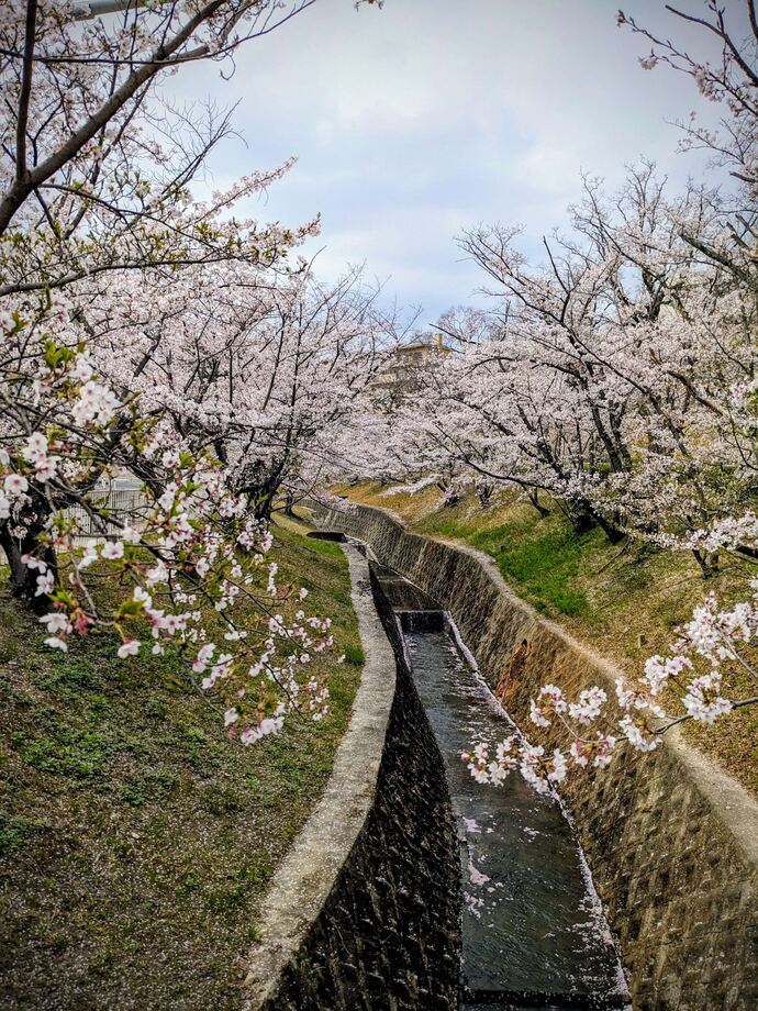 写真:合歓の木道