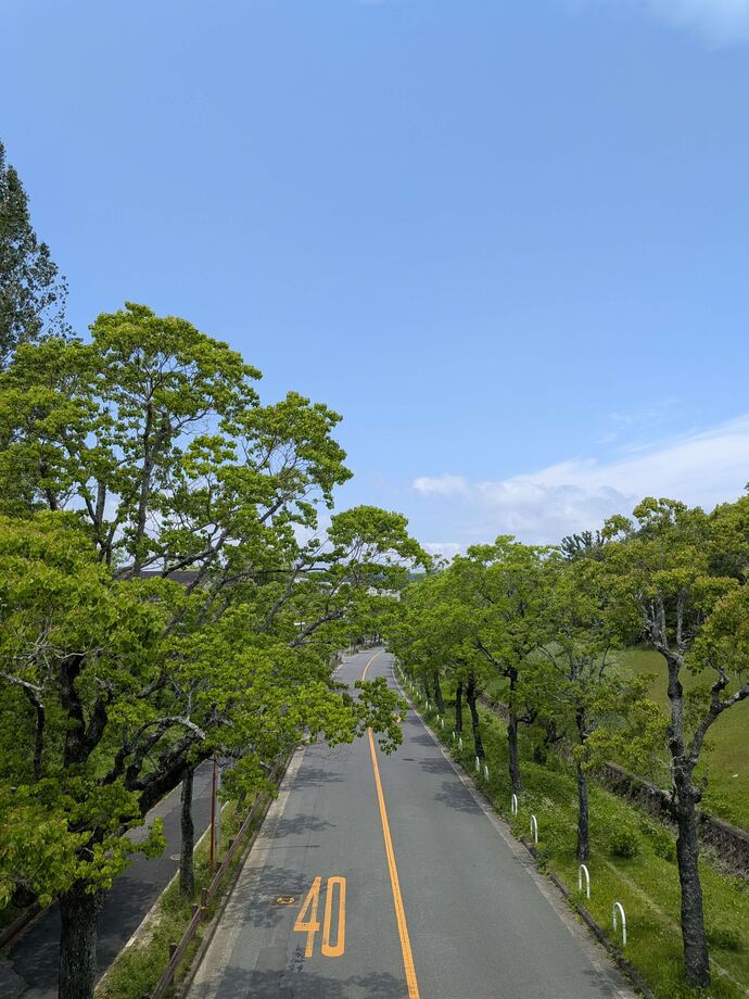 写真:新緑