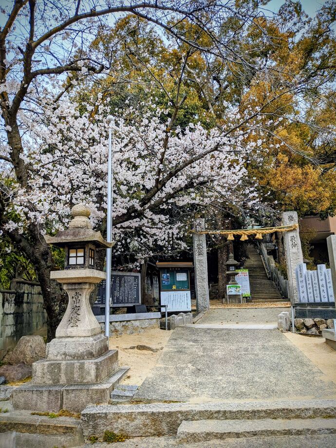 写真:桜と椿1