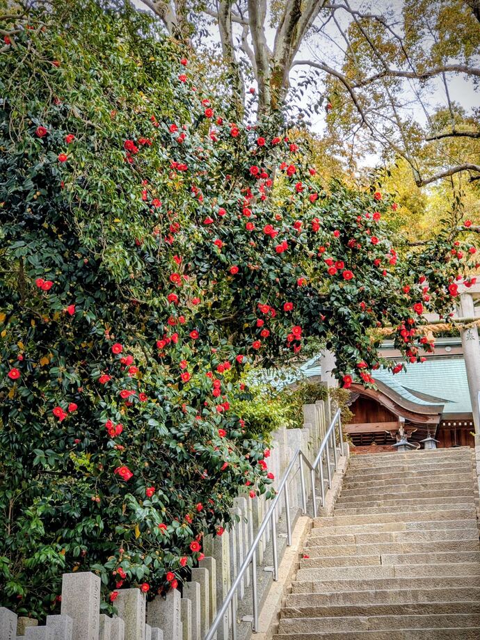 写真:桜と椿2