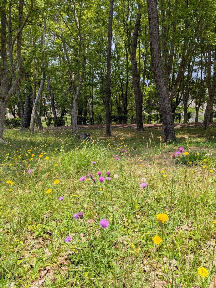 写真:野の花
