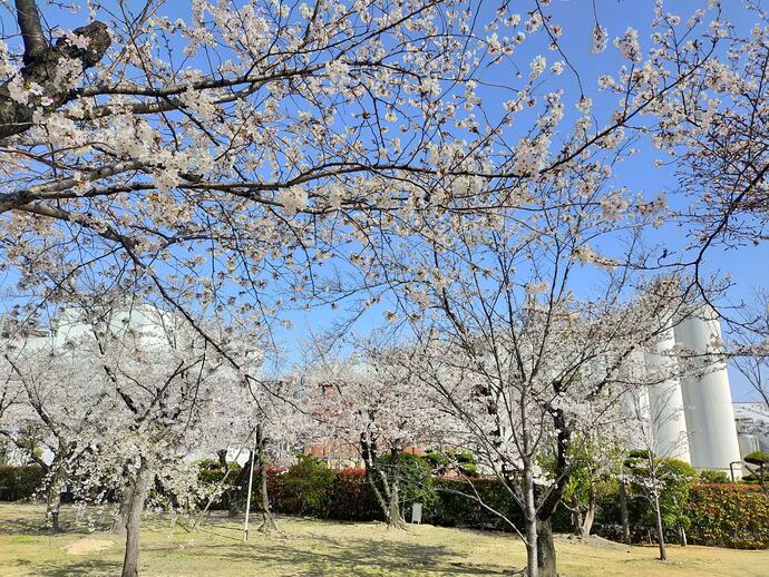 写真:吹田の足立美術館!?①