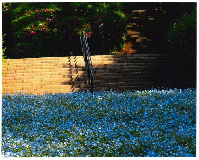写真:初夏の彩