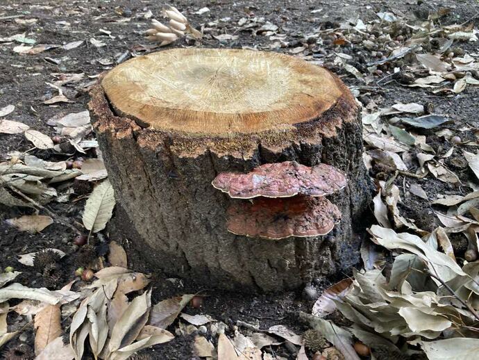 切り株に生えているきのこの写真