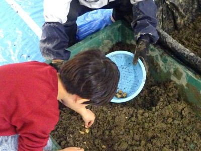 写真：吹田くわいの収穫体験
