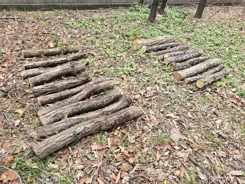 シイタケとクリタケのホダ木（キノコ菌が入った原木）が並んでいる様子