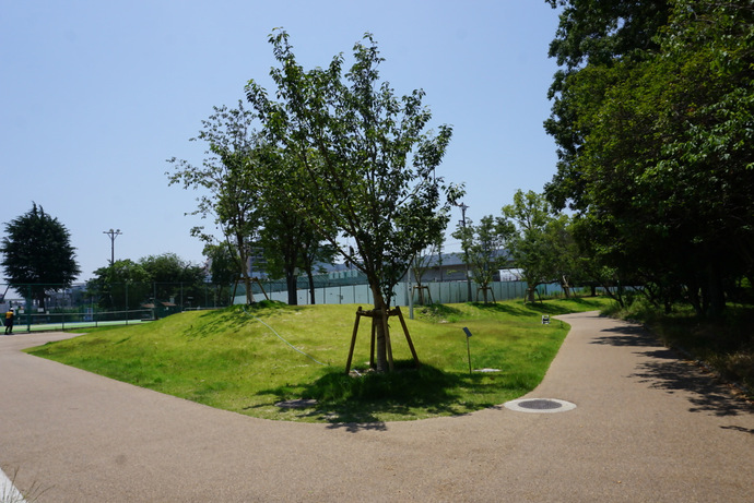 中の島公園のサクラと芝の写る写真
