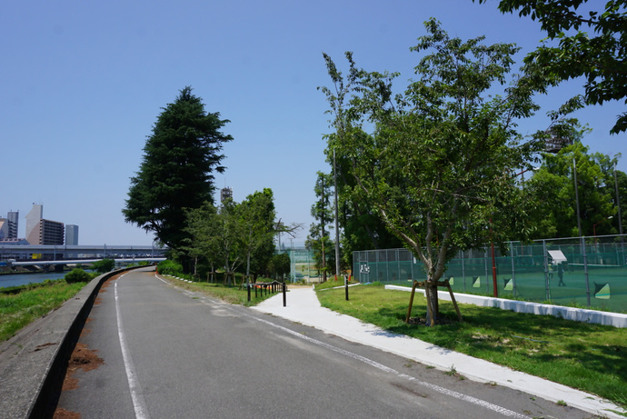 中の島公園のサクラと芝の写真2