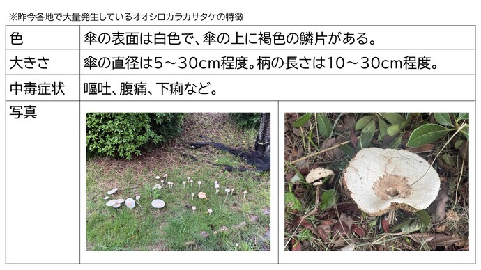 ※昨今各地で大量発生しているオオシロカラカサタケの特徴