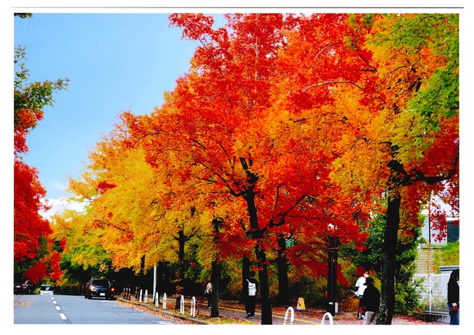 写真:三色彩道 秋染む道
